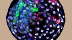 Células humanas en embriones de mono.