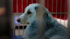 В Нижегородской области поймали голубых собак. Что произошло?