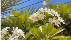 إحدى الأزهار في الحي