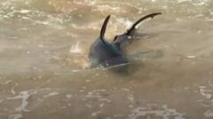 Sydney Aquarium To Release Shark After Pool-aided Rescue - BBC News