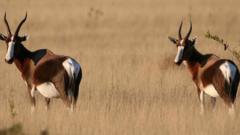 非洲白紋牛羚