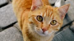 Коты смотрят на нас так серьезно потому, что у них нет мимических мышц, изменяющих выражение глаз
