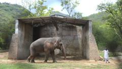 Kaavan with a caretaker at Marghazar Zoo in June 2016