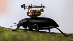 A beetle with a camera on its back