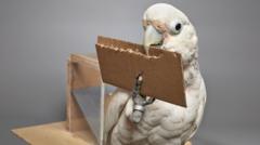 Dolittle the cockatoo