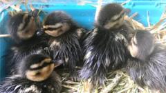 five rescued ducklings