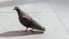 A pigeon in Melbourne (file photo)