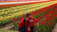 काश्मीरमध्ये बहरले ट्युलिप्स, फुलांचे गालिचे पहायला पर्यटकांची गर्दी
