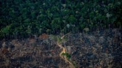 Floresta Amazônica, foto mostra parte das árvores derrubadas