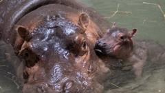 Adult hippo and baby hippo in the water