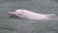 A picture of a pink dolphin