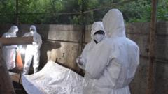 Ghana's batmen hunting for pandemic clues - BBC News