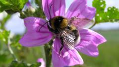Rare species of bee spotted at Ryton Pools Country Park - BBC News