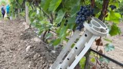 "Вино будет с запахом пороха, но хорошим". Как работают винодельческие хозяйства на юге Украины