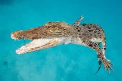 Saltwater crocodile in Queensland