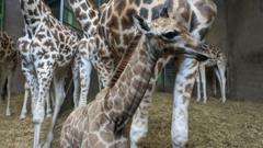 Baby giraffe henry at Belfast Zoo