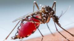चमत्कार, एका बॅक्टेरियामुळे डेंग्यू नष्ट होणार? डास