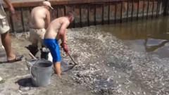 Коммунальные службы убрали с побережья более 350 кг рыбы
