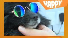 Picture of a dog with happy logo