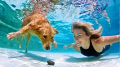Собака и женщина под водой