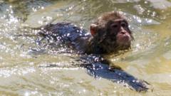 Приматы не умеют плавать от природы, но могут научиться