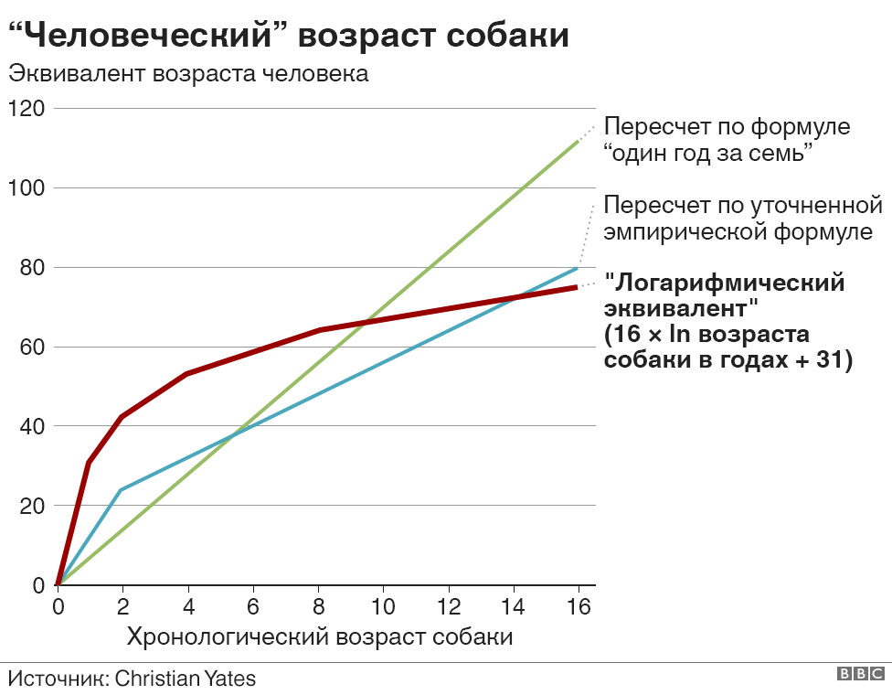 Сколько жизней прожила собака в фильме Собачья жизнь?