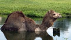 Верблюды охотно заходят в воду, которая встречается на их пути