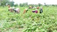 farmers dey cotton farm dey work