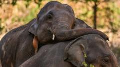 Lebih dari satu gajah mati tiap hari dalam setahun di Sri Lanka, apa penyebabnya?