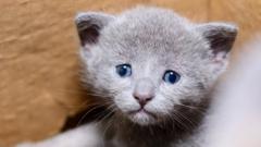 A kitten with blue eyes looks up sadly