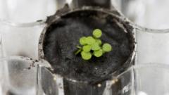 Plant sprouting from moon soil