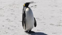 King Penguin in South African Beach