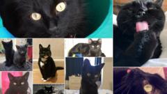 Collage of black cats