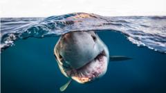 Большая белая акула у берегов Австралии