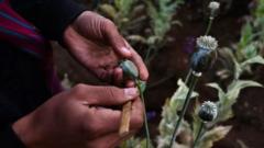 Produksi opium di Myanmar