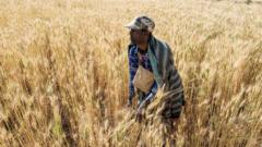 Zeleke Alabachew, farmer and militia fighter, works in his land of wheat crops near the village of Tekeldengy, northwest of Gondar, Ethiopia, on November 8, 2020.
