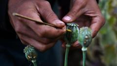 افیون کی کاشت