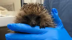 A hedgehog is seen peering at the blue gloved hand. The animal's nose, claws and black eyes are visible along with the black and white spines.