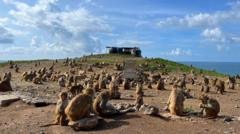 Cayo Santiago, l'île-laboratoire fascinante où 1 800 singes sont étudiés pour la compréhension du comportement humain