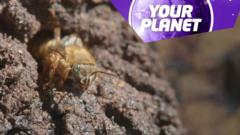 A bee and the your planet logo