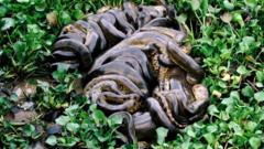 Брачный клубок анаконд (Eunectes murinus)