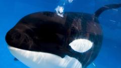 SeaWorld Orlando orca whale Kayla dies after illness - BBC News
