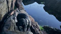 Dog missing for a week rescued from cliff ledge