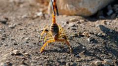 An engineer catches a scorpion at his laboratory in Egypt's Western Desert