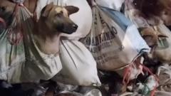 Penangkapan truk pengangkut ratusan anjing di Tol Semarang - Dari mana anjing-anjing diperoleh dan apa modus pelaku?