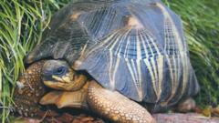 Buyer returns rare tortoise stolen from Australia zoo - BBC News