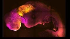 英國劍橋大學與美國加州理工學院研究人員共同生成的老鼠合成胚胎