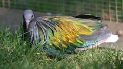a Nicobar pigeon