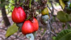 Climate Change: Key Crops Face Major Shifts As World Warms - BBC News