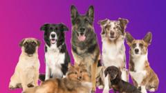 Group of different dog breeds